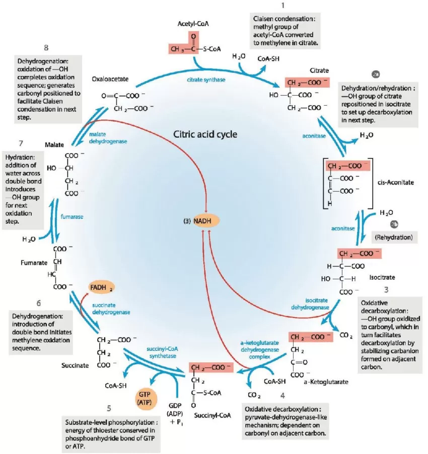 Figure 3. Illustration of the citric acid cycle, or Krebs cycle 